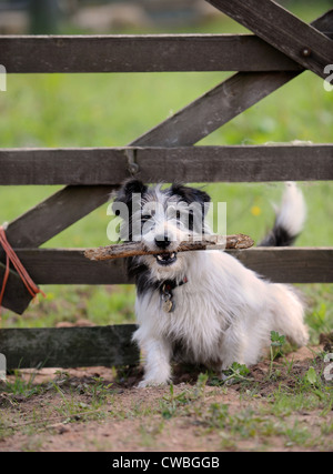 Un cane con un bastone si stringe in un paese di cinque bar porta REGNO UNITO Foto Stock