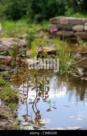 Un selvaggio stagno con erbe palustri REGNO UNITO Foto Stock