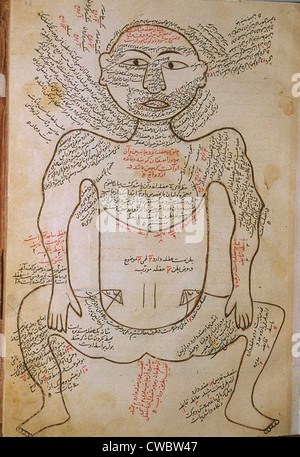 La muscolatura umana, da MANSUR'S ANATOMY, creato dal persiano di studioso e di medico, Mansur ibn Ilyas (ca. 1370-1423). Foto Stock