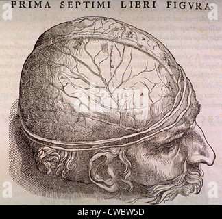 Piastra del cervello, mostrando il duramater, la membrana più esterna che copre il cervello, dalla classica trattazione anatomica, DE Foto Stock