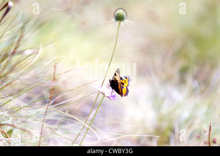 Alta Fritillary marrone (Fabriciana adippe) farfalle Foto Stock