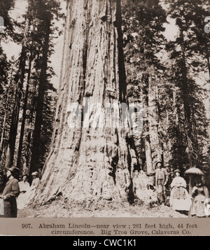 Gli uomini e le donne stare sotto un gigantesco sequoia chiamato Abramo Lincoln nel grande albero boschetto di Calaveras County, California. Il Foto Stock