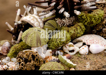 Ecuador, Galapagos, Floreana, Punta Cormoran. Gruppo di conchiglie di mare compresi Green ricci di mare. Foto Stock