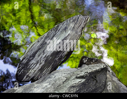 Fairy Glen è un appartato gorge e bellezza posto sulla Conwy fiume vicino a Betws-y-Coed, Snowdonia. Foto Stock