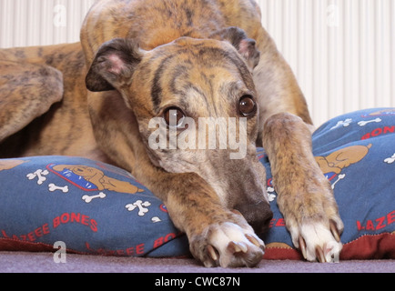 Close up ritratto di un bellissimo tigrato greyhound colorati appoggiati sul suo letto. Foto Stock