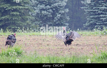 Due turchia gobblers spolvero in un campo Foto Stock