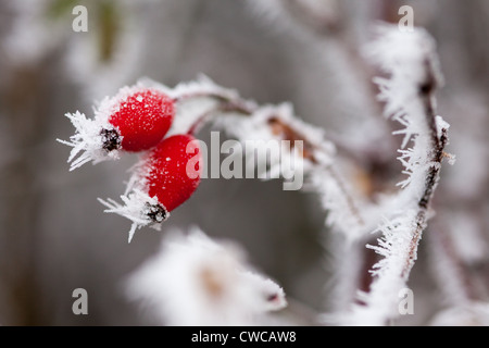 Cinorroidi in un duro brina REGNO UNITO Foto Stock