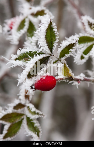 Cinorroidi in un duro brina REGNO UNITO Foto Stock