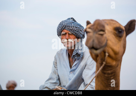 Camel caravan nella provincia del Punjab, Pakistan Foto Stock