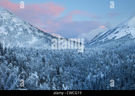 Alberi innevati al tramonto, Chugach National Forest, Alaska. Foto Stock