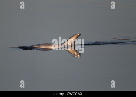 Risso Dolphin Grampus griseus Catfirth Shetland Scozia UK Foto Stock