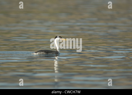 Clark svasso (Aechmophorus clarkii) su Castaic Lake, STATI UNITI D'AMERICA Foto Stock