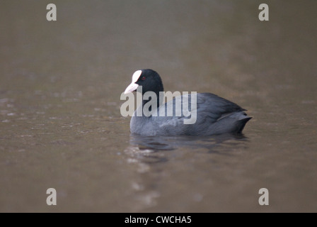 Eurasian folaga (fulica atra) in Norfolk Foto Stock