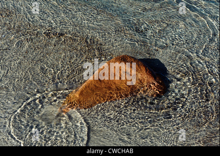 Plage de Palombaggia vicino a Portovecchio, Corsica, Francia Foto Stock