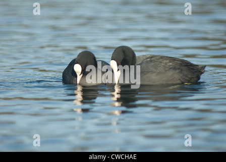 Eurasian folaga (fulica atra) in Norfolk Foto Stock