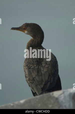 Incoronato cormorano (Microcarbo coronatus) a Lambert's Bay, Sud Africa Foto Stock