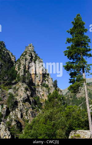 Restonica-Valley vicino a Corte, Corsica, Francia Foto Stock