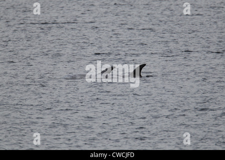 Risso delfini Grampus griseus Catfirth Shetland Scozia UK Foto Stock