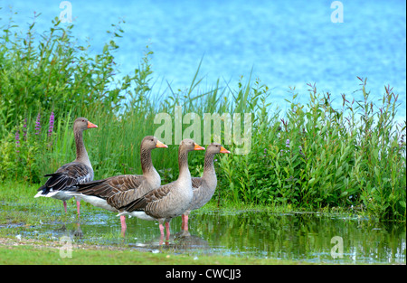 Un oca graylag madre con i suoi 3 pulcini. Foto Stock