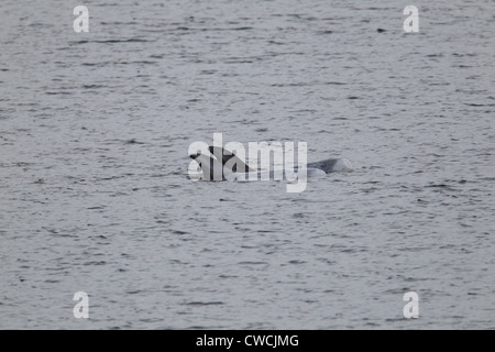 Risso delfini Grampus griseus Catfirth Shetland Scozia UK Foto Stock