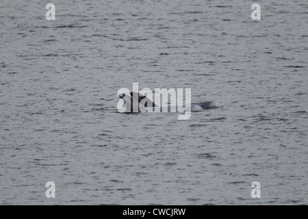 Risso delfini Grampus griseus Catfirth Shetland Scozia UK Foto Stock