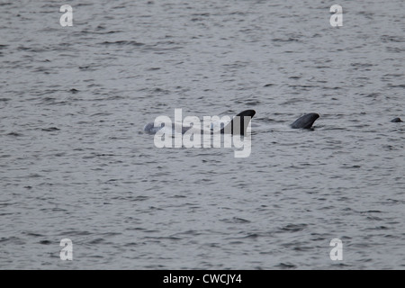 Risso delfini Grampus griseus Catfirth Shetland Scozia UK Foto Stock