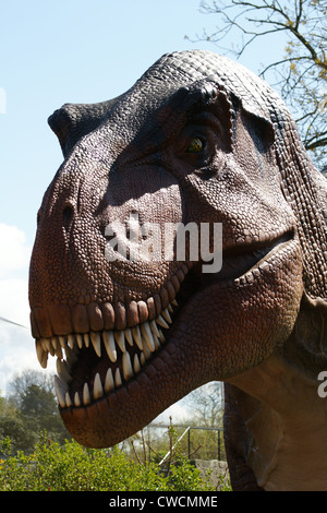 Tirannosauro Rex a predatori di theropod dinosauro che ha vissuto nel Cretaceo in quello che oggi è il Nord America Foto Stock