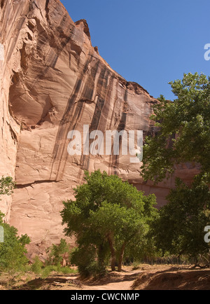 Elk288-1251v Arizona, Canyon De Chelly National Monument, Canyon del Muerto, Antelope House rovina, XII c Foto Stock