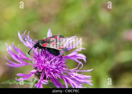 6 Spot Burnett Moth su Thistle Foto Stock