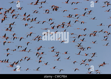 Americana o DEI CARAIBI FLAMINGO gregge (Phoenicopterus ruber ruber) Parco Nazionale Morrocoy Venezuela. Foto Stock