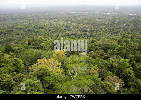 Primario nella foresta pluviale di pianura visto dalla montagna di tartaruga con il fiume Essequibo in distanza, Iwokrama riserva forestale, Guyana. Foto Stock