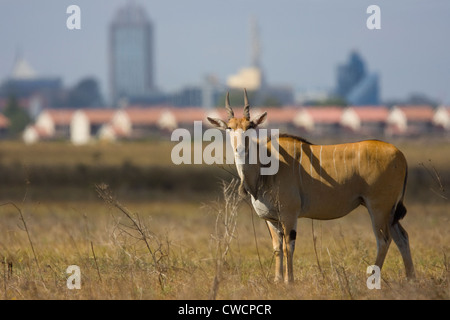 ELAND (Taurotragus oryx) con Nairobi città in background, il Parco Nazionale di Nairobi, in Kenya. Foto Stock