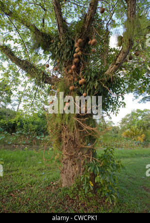 CANNONBALL albero con frutti (Couroupita guianensis) Botanic Gardens, Georgetown, Guyana. Sud America. Foto Stock