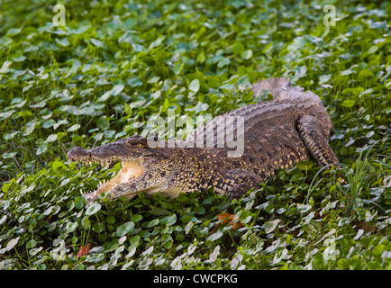 Coccodrillo cubano (Crocodylus rhombifer) termo-regolazione, Cuba. In modo critico le specie in via di estinzione. Foto Stock