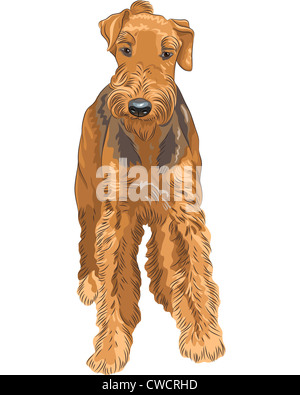 Schizzo di colore del cane Airedale Terrier razza Foto Stock