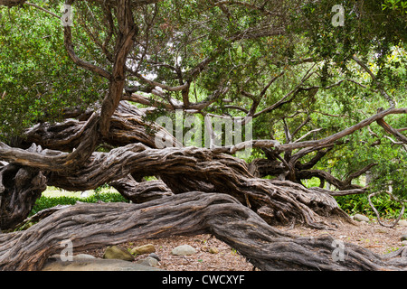 Gnarly tronco di albero nel parco in "Santa Barbara, California Foto Stock