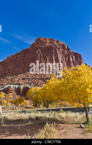 Visualizza di colore tra il giallo stark albero in primo piano, il red rock centrato e cielo blu dietro Foto Stock