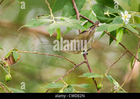 Thick-fatturati Flowerpecker (Dicaeum agile) Foto Stock