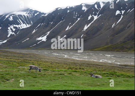 Renna delle Svalbard, Rangifer tarandus platyrhynchus, Spitsbergen, Svalbard, Arctic Foto Stock