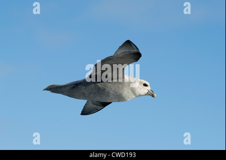 Northern fulmar, Fulmarus glacialis, Spitsbergen, Svalbard, Arctic Foto Stock