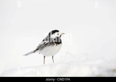 Pied Wagtail; Motacilla alba; nella neve; Scozia; Regno Unito; inverno Foto Stock
