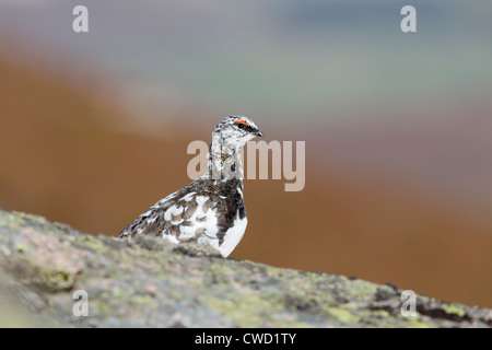 Pernice bianca; Lagopus mutus; moulting in estate piumaggio; Cairngorm; Scozia - UK Foto Stock