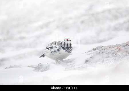 Pernice bianca; Lagopus mutus; nella neve; moulting in estate piumaggio; Cairngorm; Scozia - UK Foto Stock