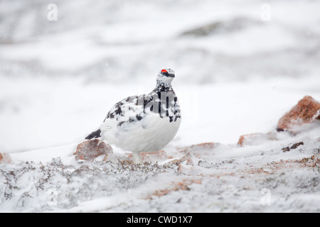 Pernice bianca; Lagopus mutus; nella neve; moulting in estate piumaggio; Cairngorm; Scozia - UK Foto Stock