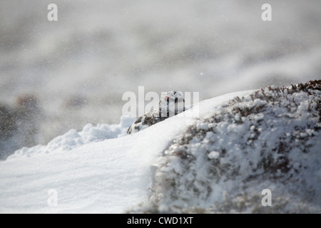 Pernice bianca; Lagopus mutus; maschio nella neve; Cairngorm; Scozia - UK Foto Stock