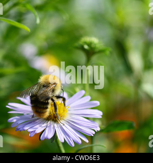 Ape su Camomilla nettare di raccolta Foto Stock