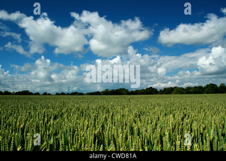 Campo di grano in primavera Foto Stock