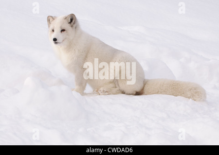 Arctic Fox nella neve, Norvegia Foto Stock