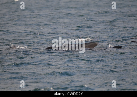 Alalonga Balene Pilota Globicephala melas Lerwick Isole Shetland Scozia UK Foto Stock
