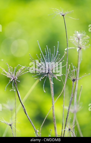 Yarrow (Achillea millefolium), pianta seccata Foto Stock